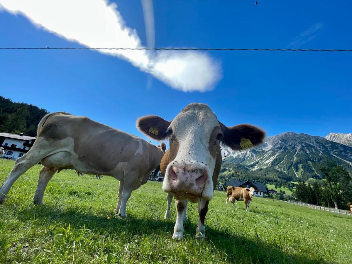 Pension Moeslehnerhof Ramsau am Dachstein Eksteriør billede